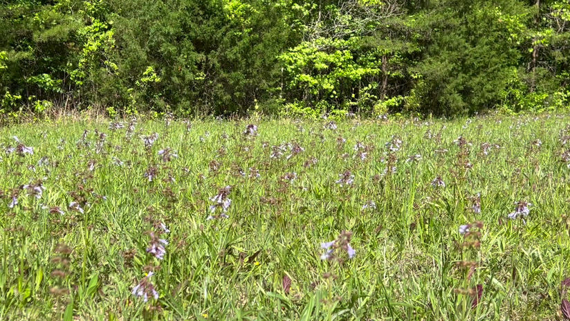 Chicken & Dumplings Lyric Video